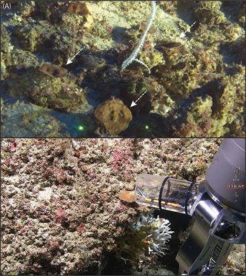 Consistent Symbiodiniaceae community assemblage in a mesophotic-specialist coral along the Saudi Arabian Red Sea